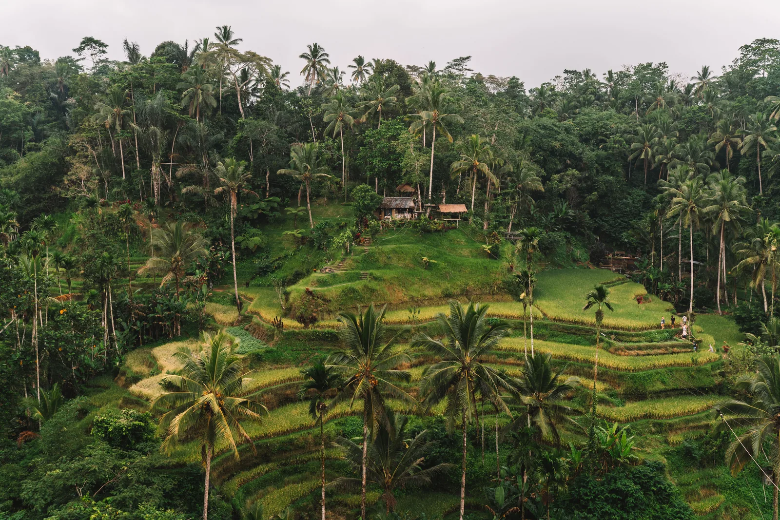 Grønne risterrasser omgitt av palmer og tropisk skog ved Ubud på Bali