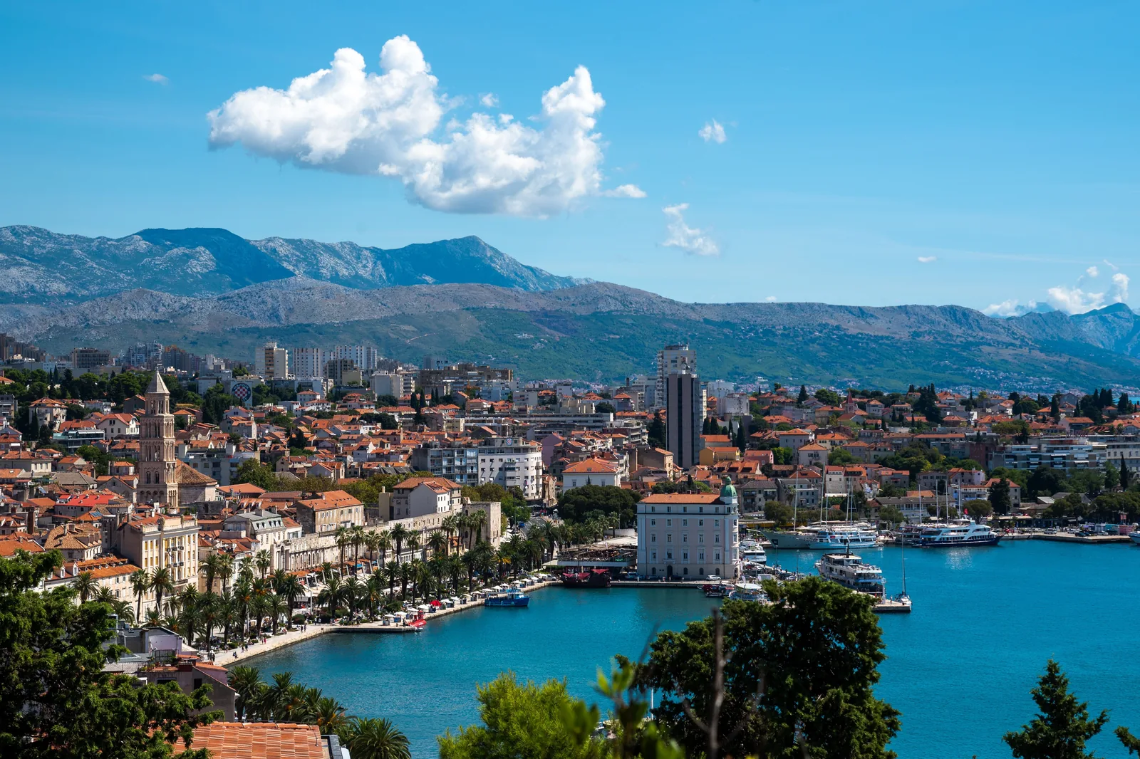 Utsikt over havnen og strandpromenaden i Split med palmer, gamlebyen og fjell i bakgrunnen