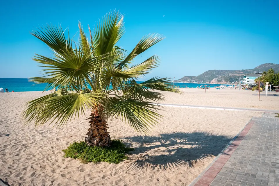 Palme på en lys sandstrand ved Alanya med blått hav og fjell i bakgrunnen